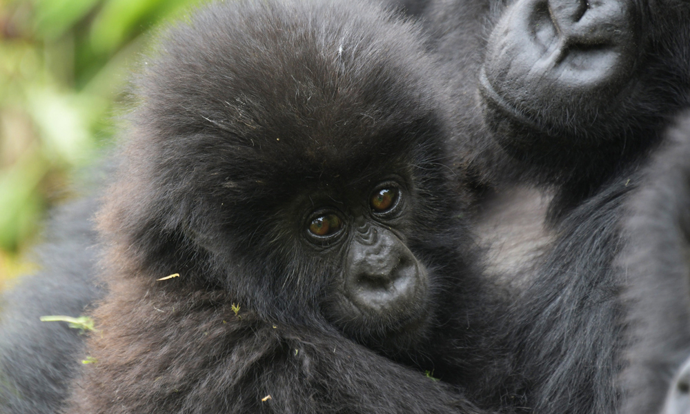 5 Days Gorilla and Chimpanzee Trekking Safari