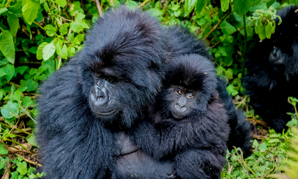 14 Days Best of Rwanda Luxury Safari