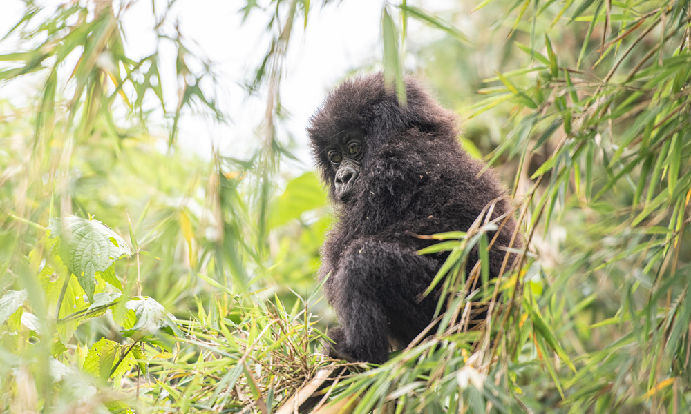 4 Days Rwanda Gorilla Trekking Safari, blog