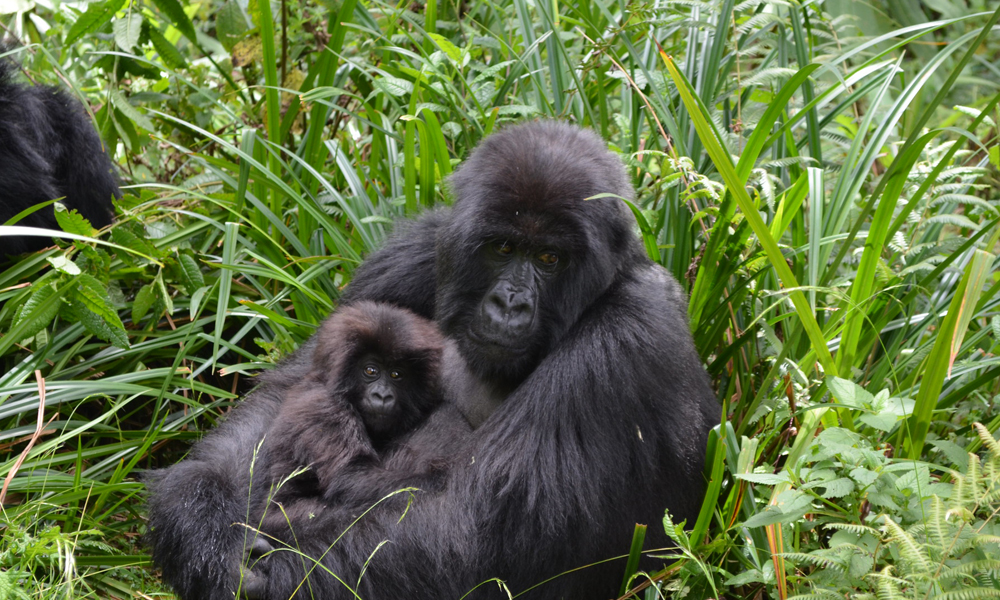 2 Days Gorilla Trekking Safari in Rwanda