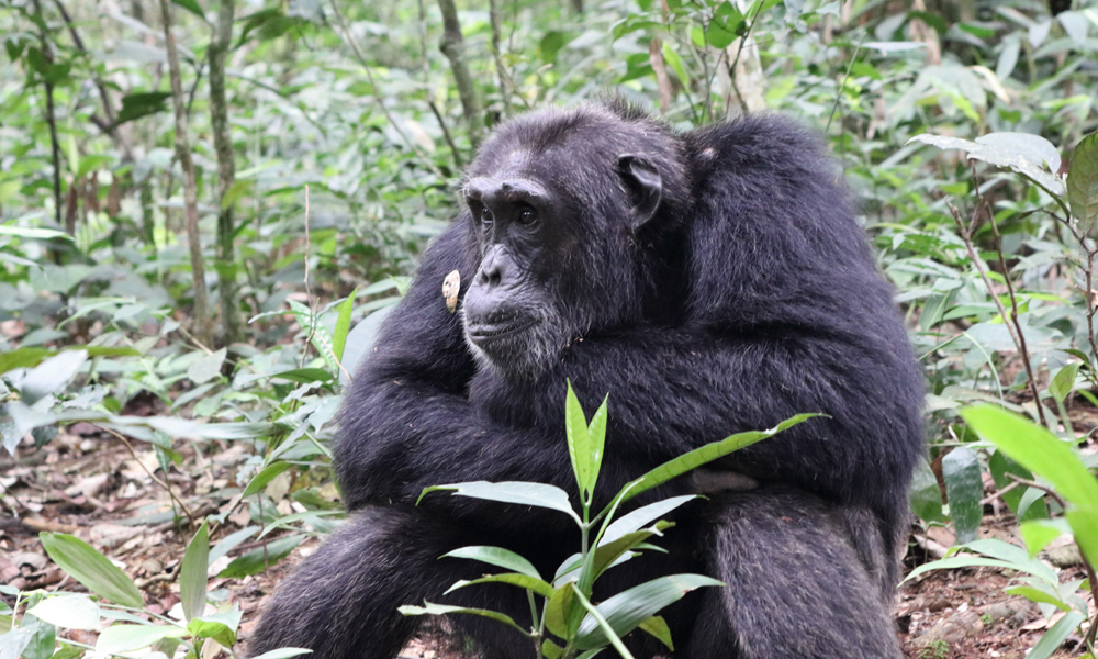 3 Days Chimpanzee Trekking Tour