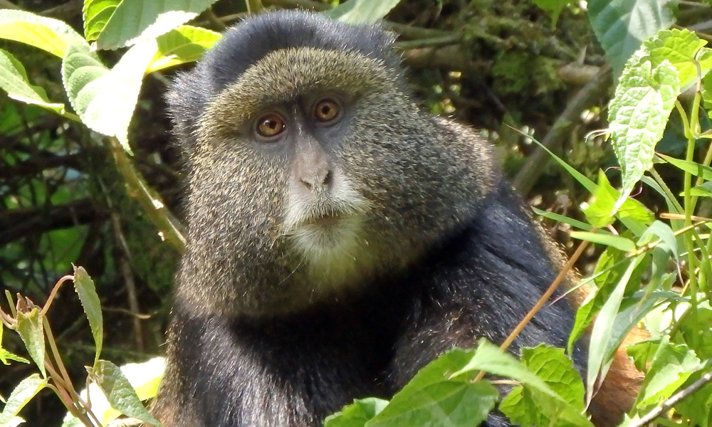 4 Days Rwanda Gorilla and Golden Monkey Trekking Safari