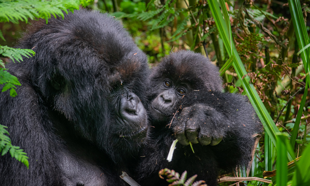 1 Day Rwanda Gorilla Trekking Safari