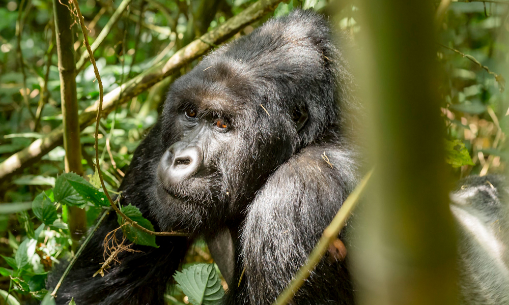 3 Days Rwanda Gorilla Trekking Safari