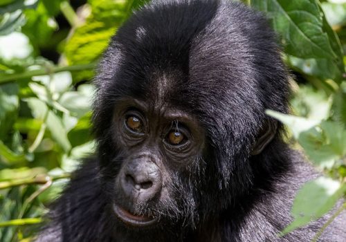 3 Days Uganda Gorilla Trekking Safari