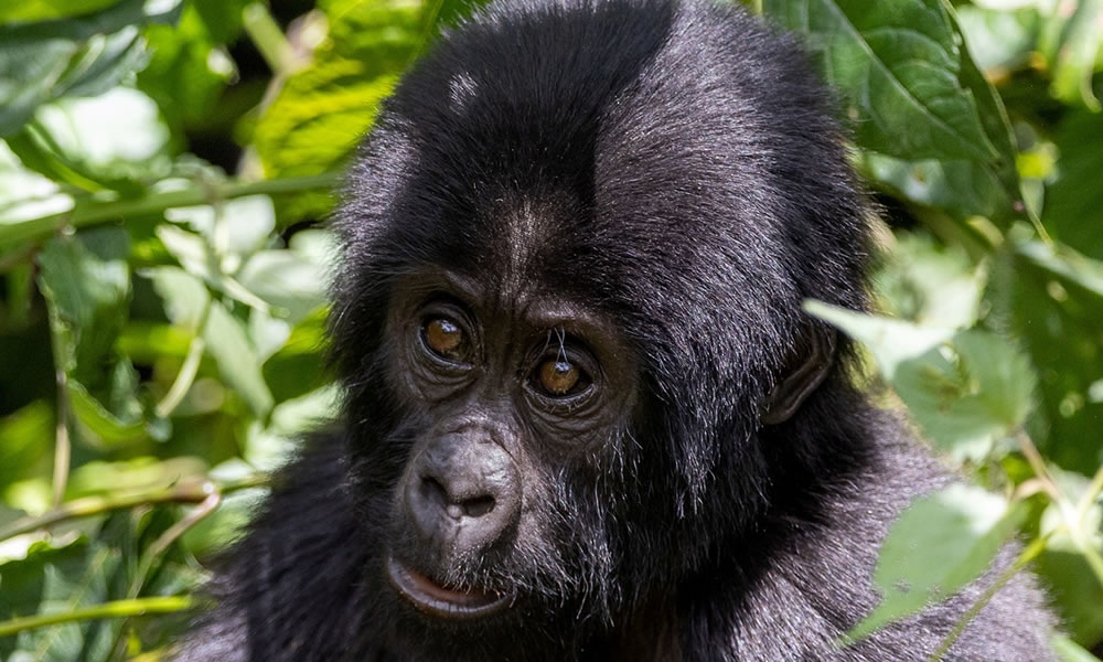 3 Days Uganda Gorilla Trekking Safari