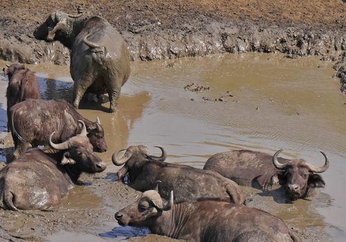 5 Days Safari Tour in Uganda