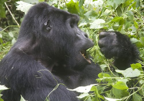 4 Days Uganda Gorilla Trekking and Wildlife Safari