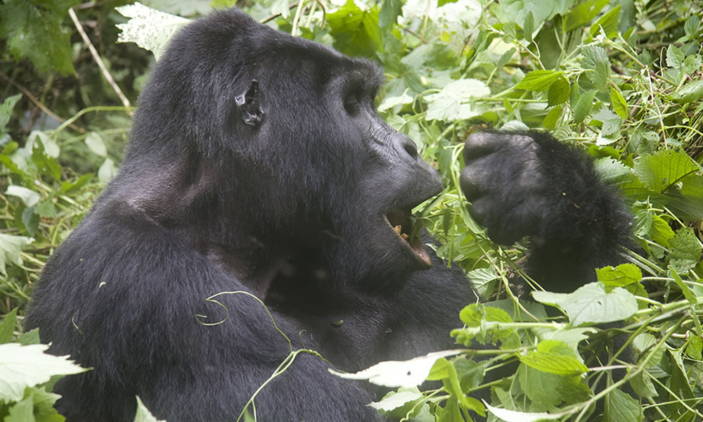 4 Days Uganda Gorilla Trekking and Wildlife Safari