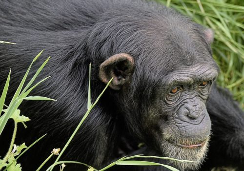 6 Days Uganda Primate Tracking Safari