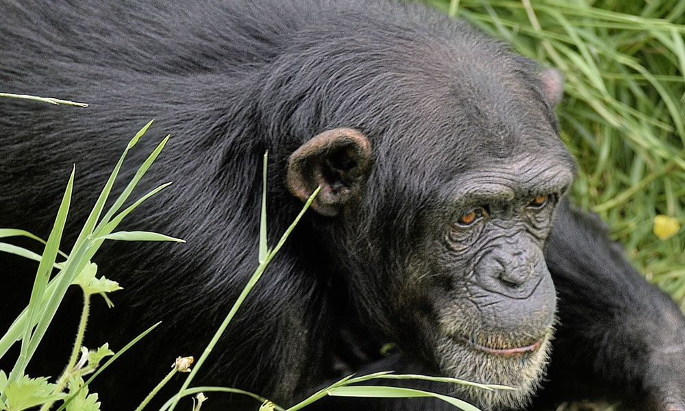 6 Days Uganda Primate Tracking Safari