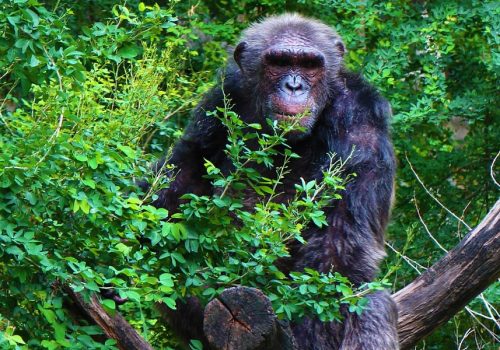 18 Days Gorilla and Chimpanzee Trekking Tour