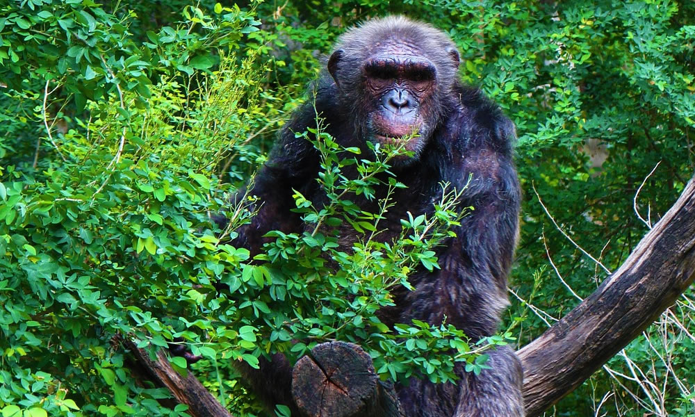 18 Days Gorilla and Chimpanzee Trekking Tour