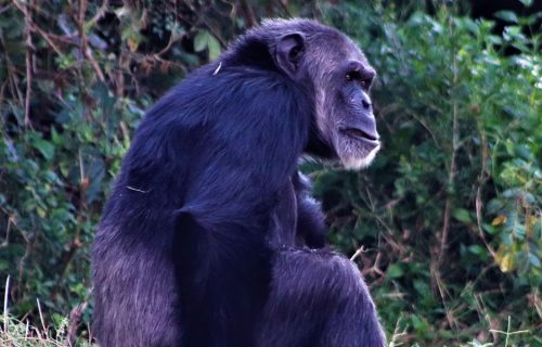 3 Days Chimpanzee Trekking in Kibira National Park