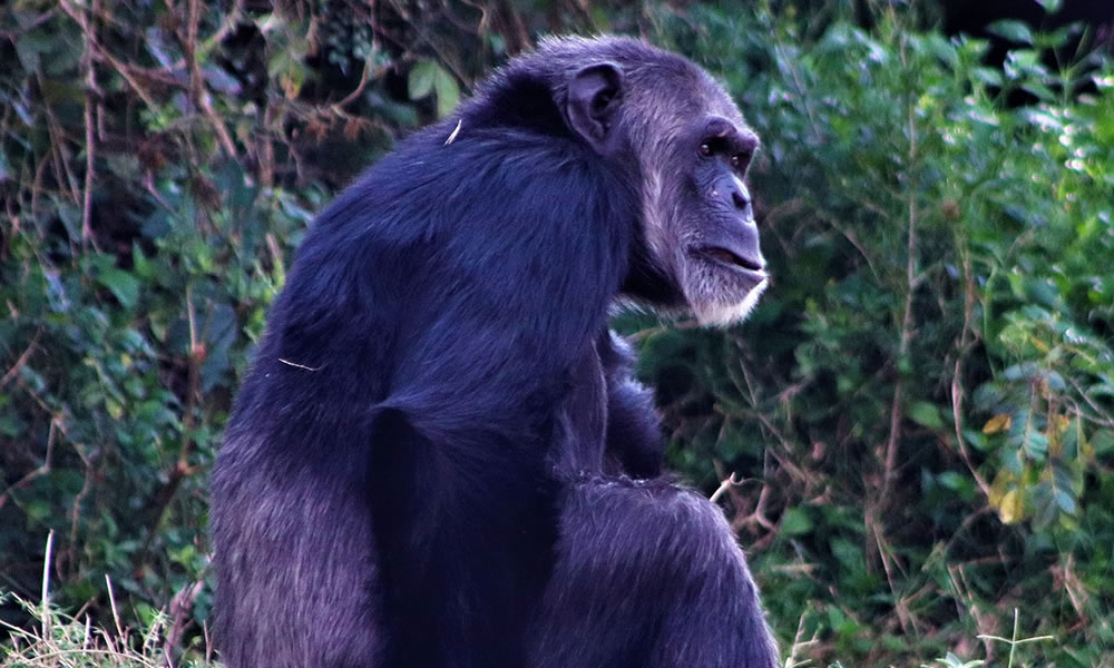 3 Days Chimpanzee Trekking in Kibira National Park