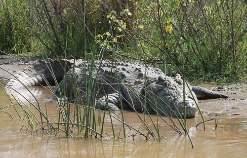 1 Day Rusizi National Park Tour