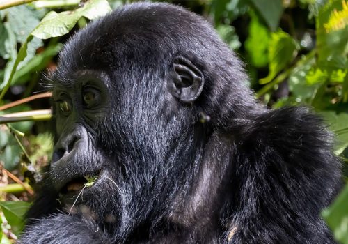 3 Days Gorilla Trekking and Flying Safari