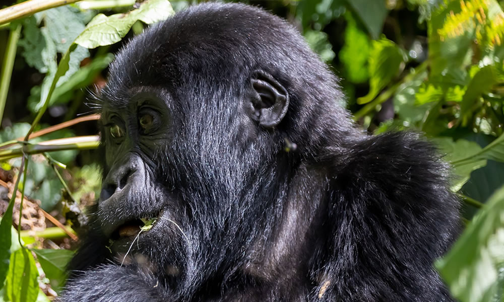 3 Days Gorilla Trekking and Flying Safari