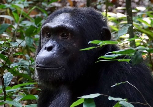 3 Days Uganda Chimpanzee Tracking Safari