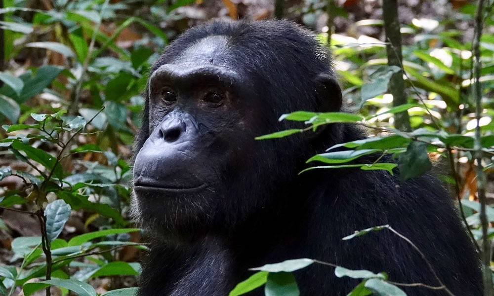 3 Days Uganda Chimpanzee Tracking Safari