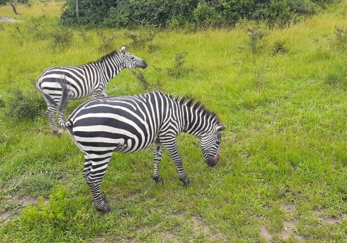 2 Days Lake Mburo National Park Tour