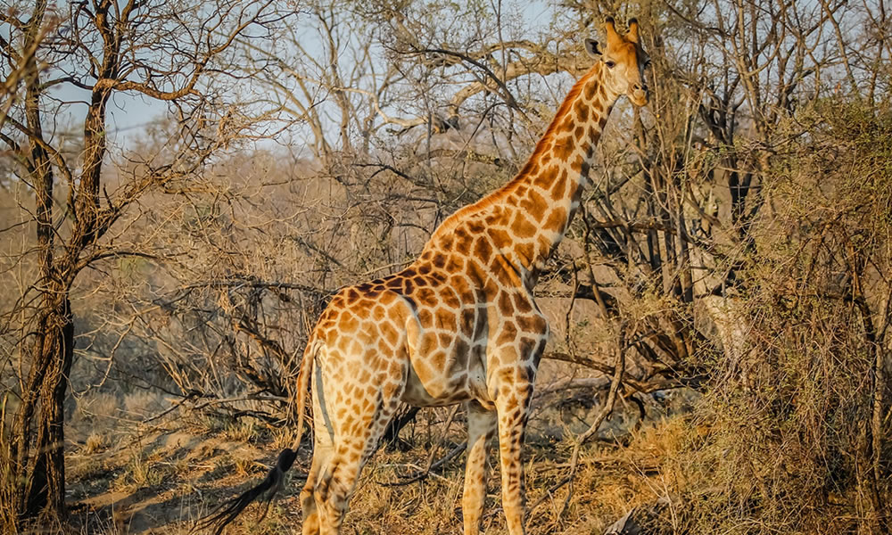 4 Days Lake Mburo and Bwindi Gorilla Trekking Tour