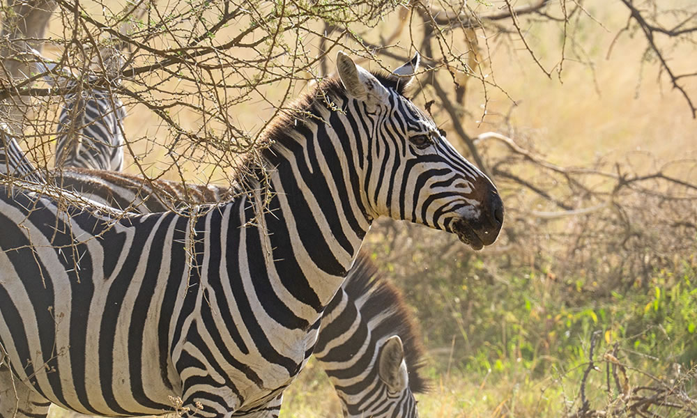 3 Days Lake Mburo National Park Tour