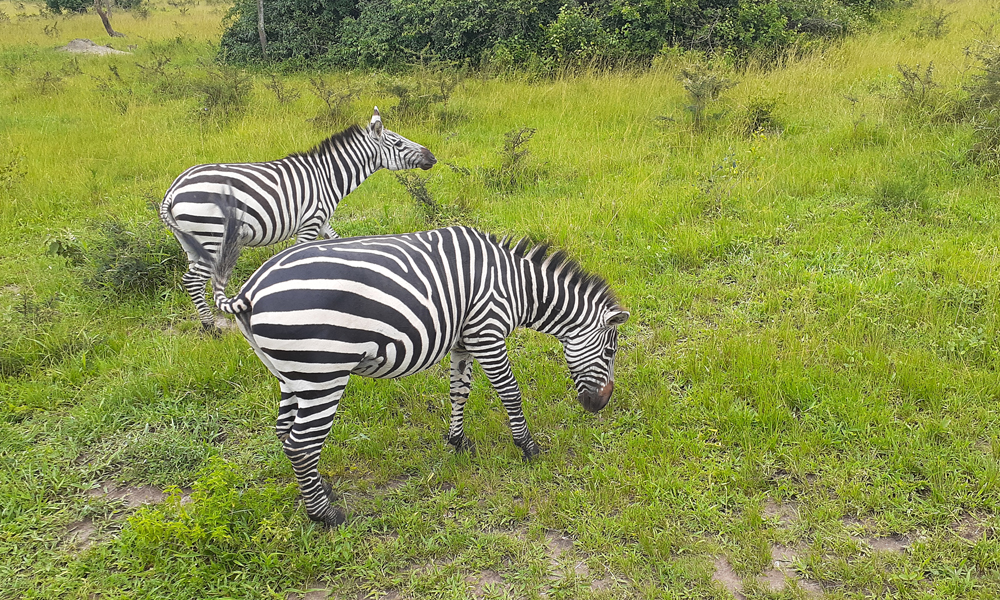 2 Days Lake Mburo National Park Tour