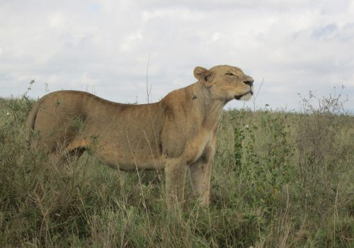 2 Days Queen Elizabeth National Park Tour