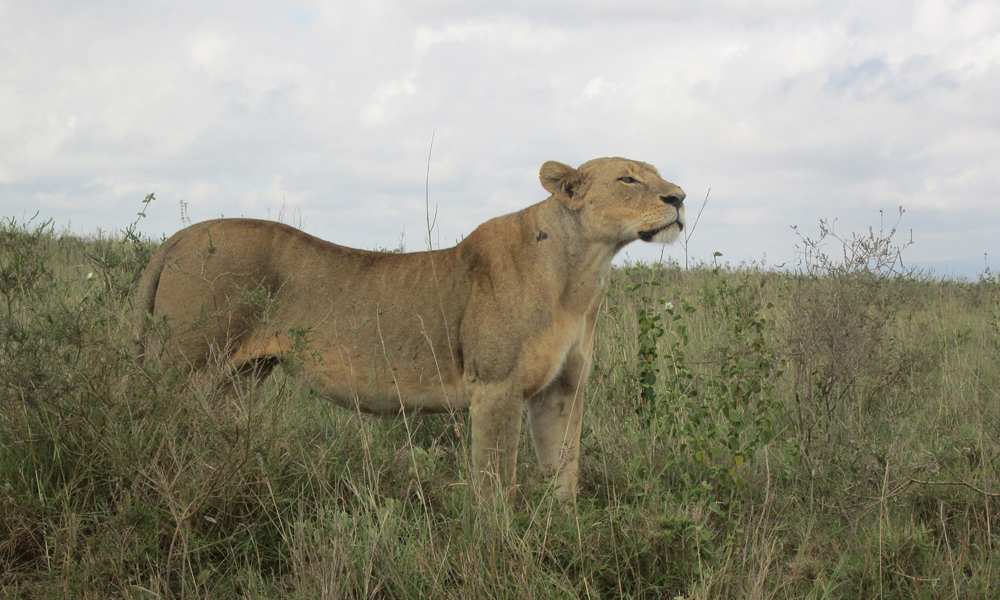 2 Days Queen Elizabeth National Park Tour