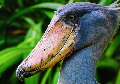 1 Day Mabamba Shoebill Tour