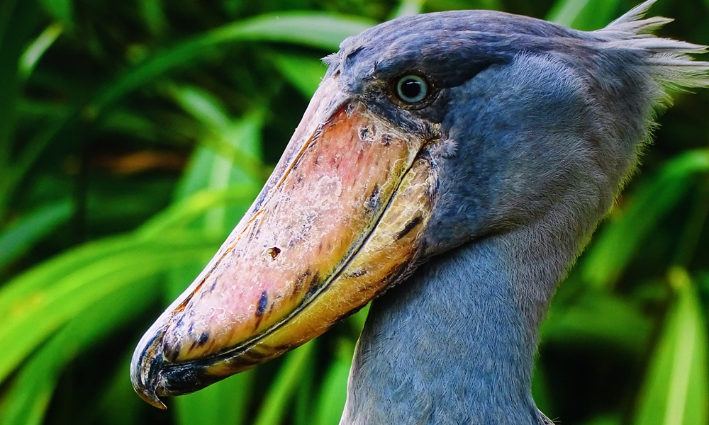 1 Day Mabamba Shoebill Tour