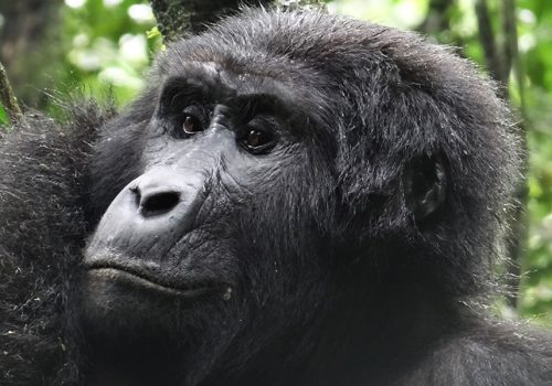 3 Days Uganda Gorilla Safari via Rwanda