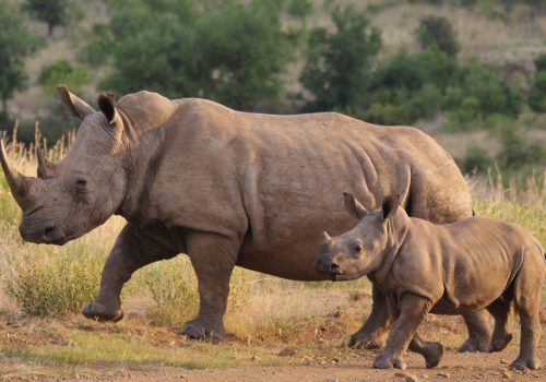 1 Day Ziwa Rhino Tracking