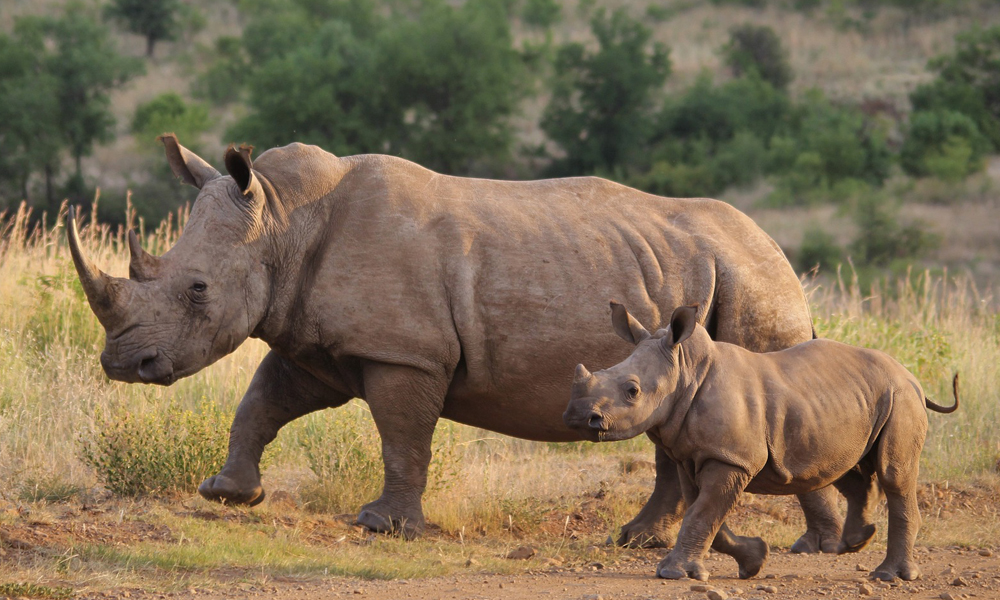 1 Day Ziwa Rhino Tracking